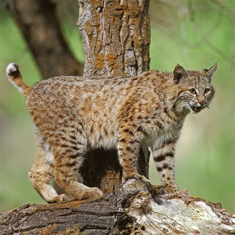 Missouri's bobcat season begins November 15